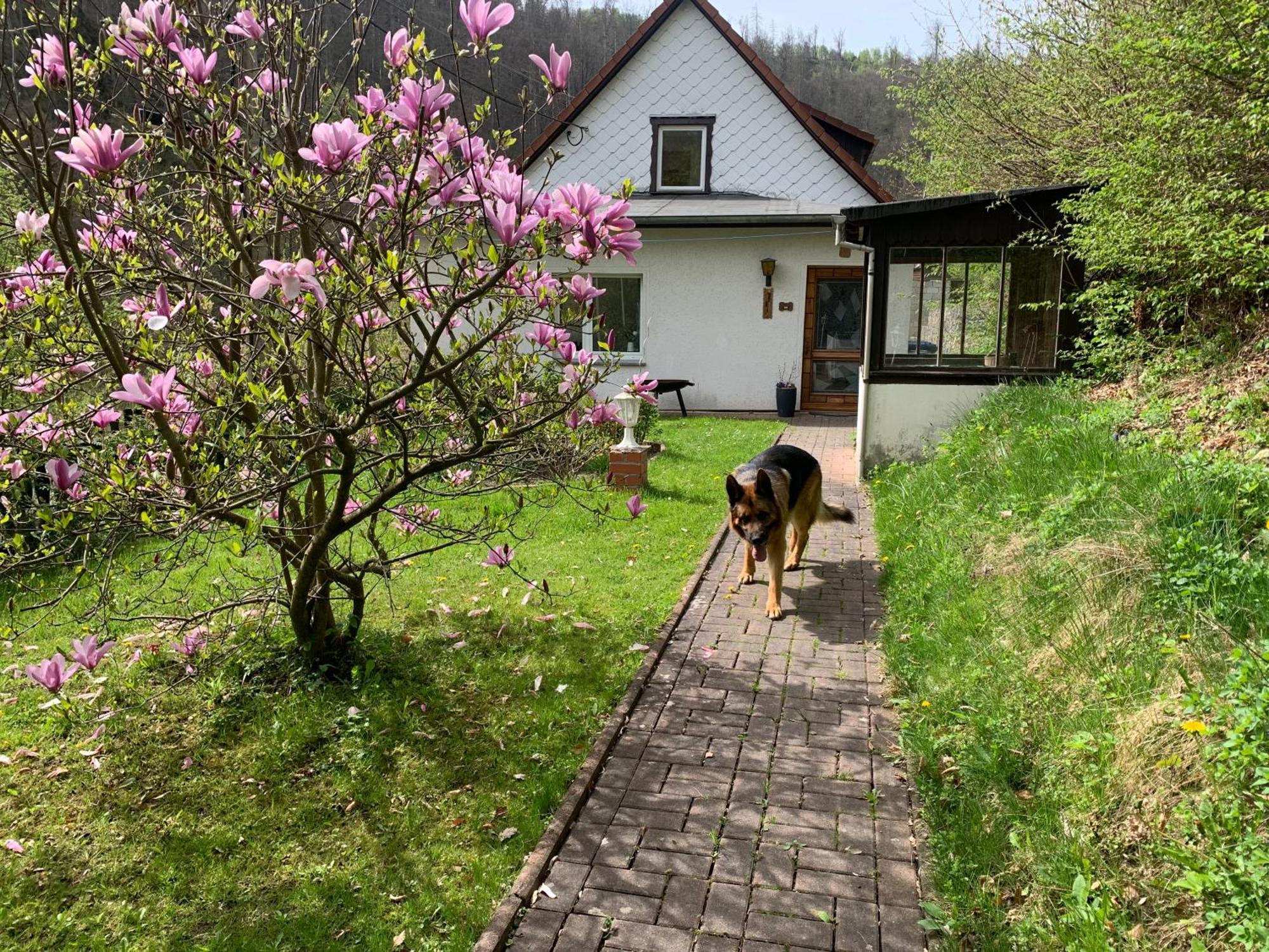 Ferienhaus Andrea Am Bodetal Treseburg Exterior photo